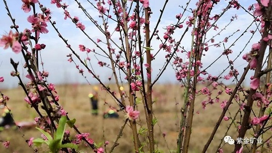 让水更清、山更绿、矿山更美丽——紫金矿业图文设计文案